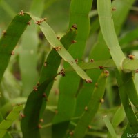 Muehlenbeckia platyclada (F.Muell.) Meisn.
